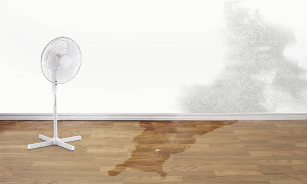 Best Water damage mitigation services  in Twisp, WA